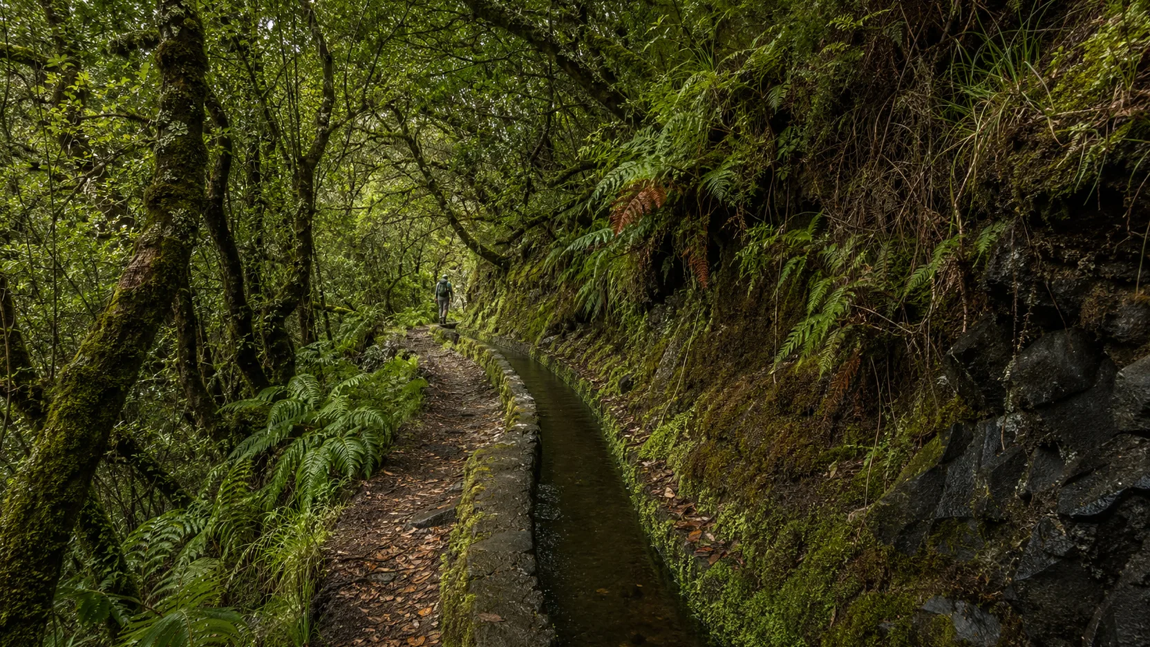 Levada bordée de laurisylve à Madère